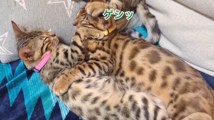 頭を踏まれる子猫