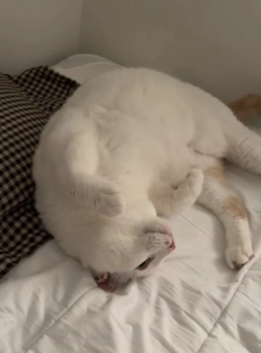飼い主の姿を見て、お腹を出して寝転がる猫