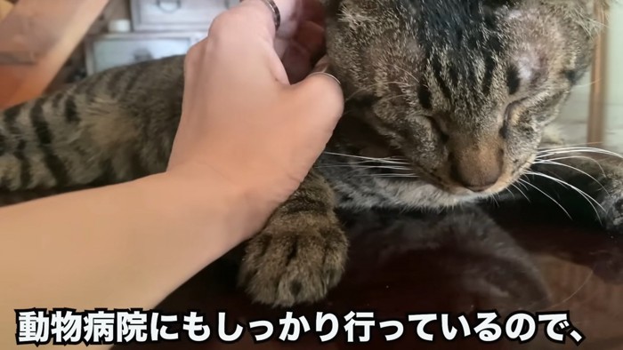 なでられる猫