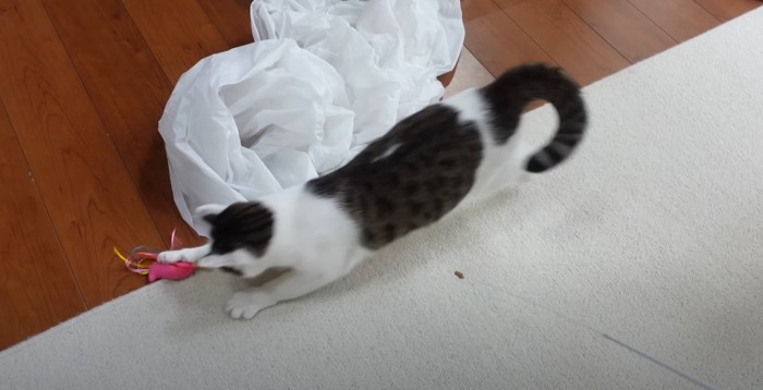 おもちゃで遊ぶサバ白猫