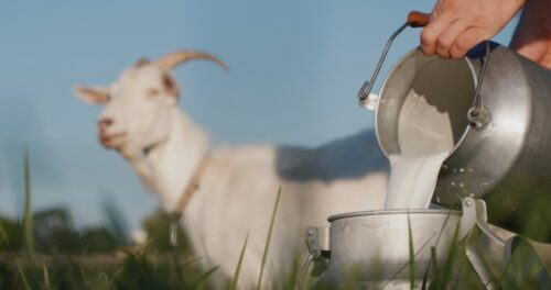 ヤギとヤギミルク