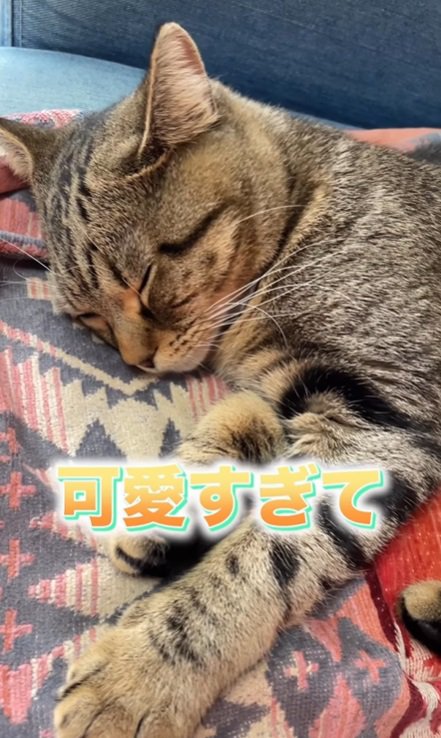 眠る猫