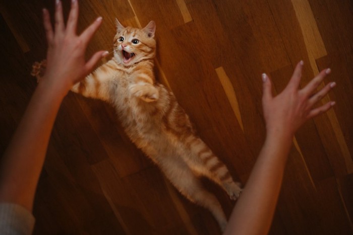 寝転がりテンションが上がる猫