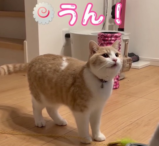 遊びたい猫