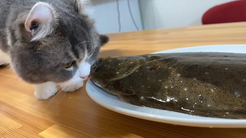 魚と猫