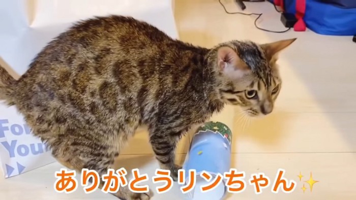 立っている猫