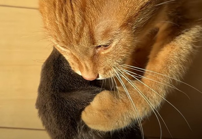 カワウソを齧る猫