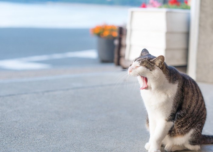 あくび猫