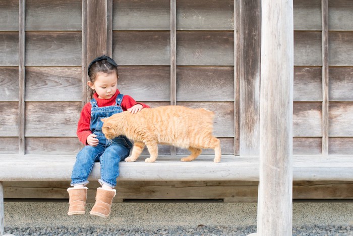 茶トラ猫を撫でる子供