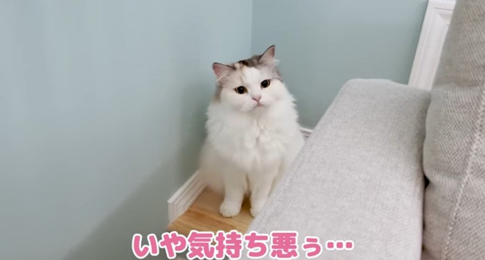 見つめる猫