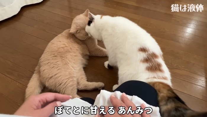 頭と頭を擦り付ける猫