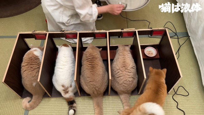 カウンターで食べる上から見た猫たち