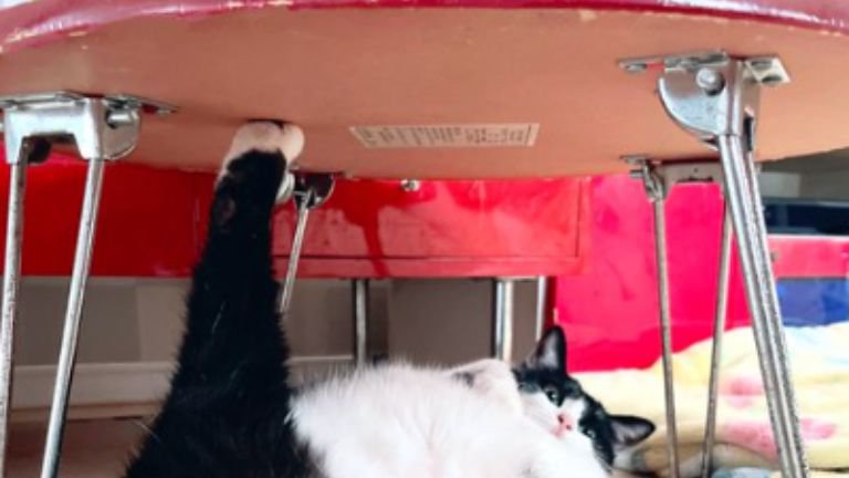 テーブル下の猫