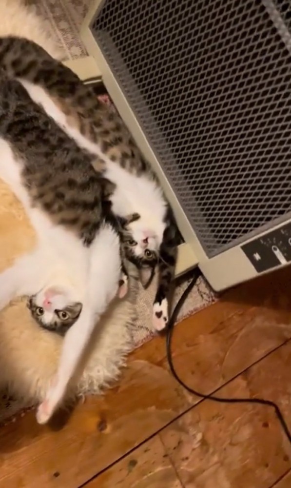 同じポーズの猫
