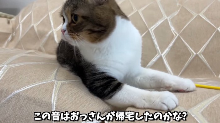 猫の横顔