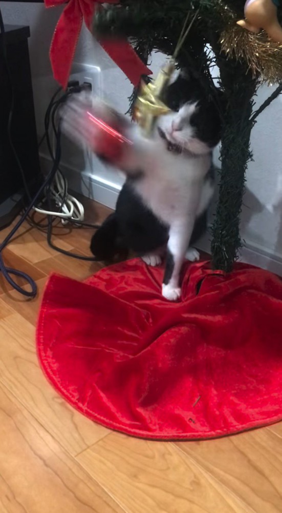 クリスマスツリーのオーナメントをパンチする猫