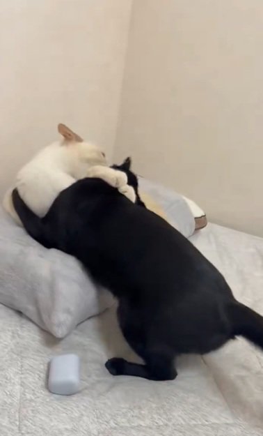 掴み合う猫