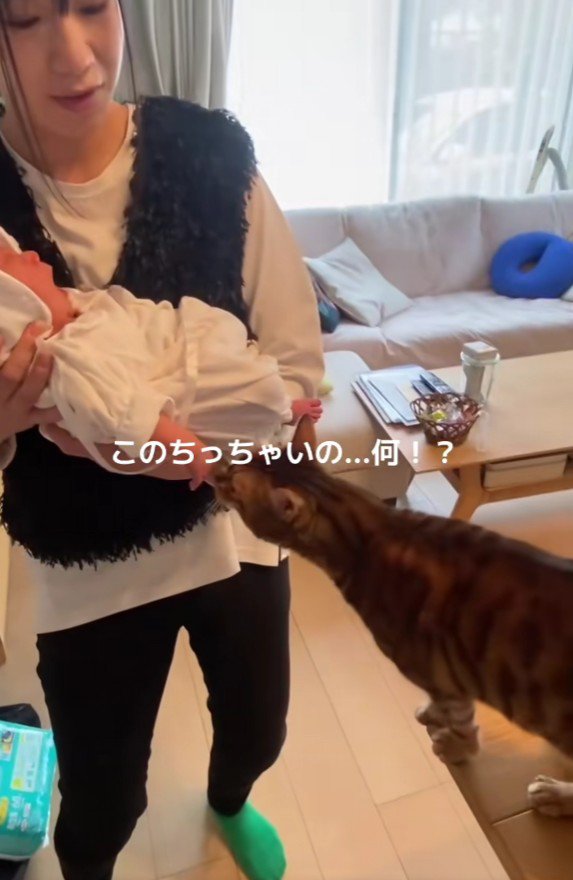 赤ちゃんを抱っこした女性と猫