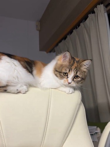 イスの背もたれに乗る猫