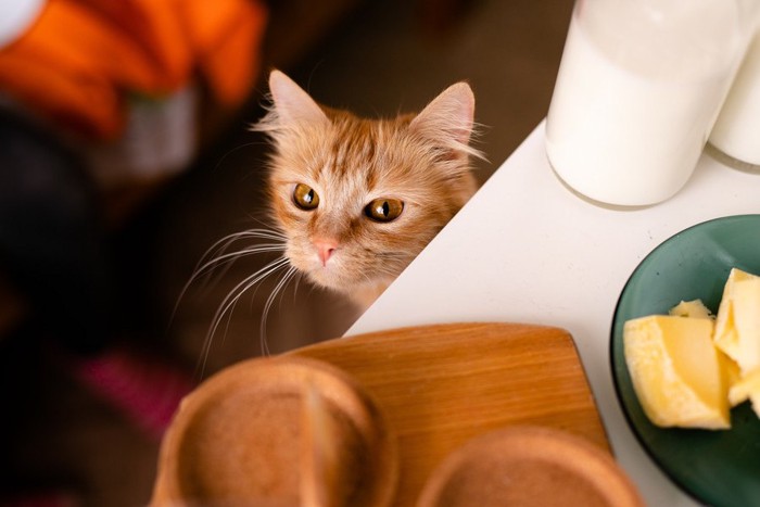 テーブルの上のものを気にする猫