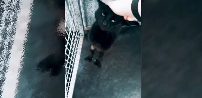 ケージの中に黒猫と人の手