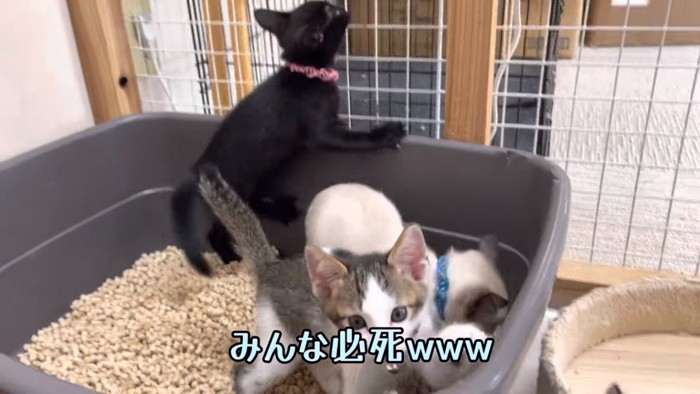 トイレを使う3匹の子猫