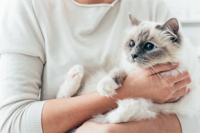 飼い主に抱かれる幸せな猫