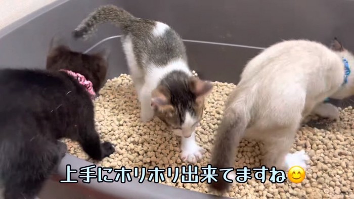 トイレを使う子猫