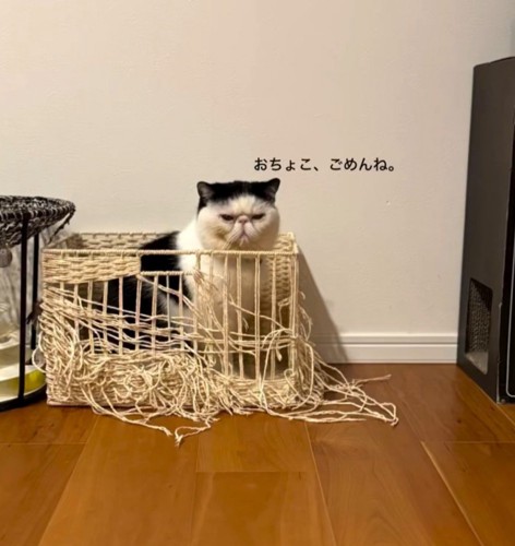 かごの中の猫