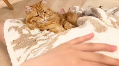 足元でくつろぐ猫