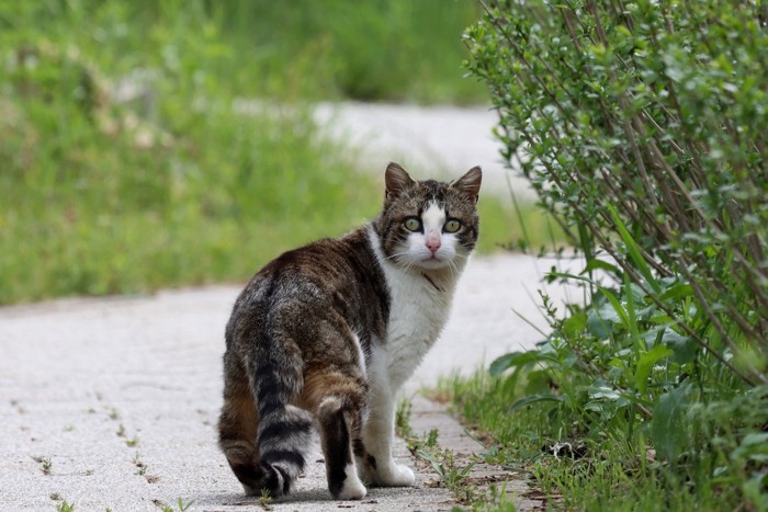 道路で振り向く寂しそうな猫