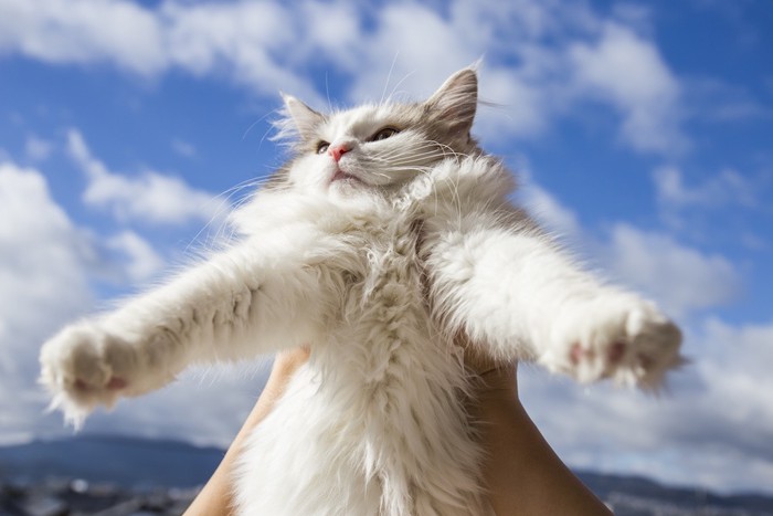 青空と抱き上げられる猫