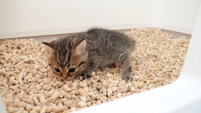 トイレの砂のにおいを嗅ぐ子猫