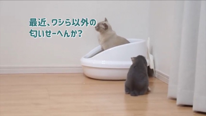 他の猫の存在を疑う