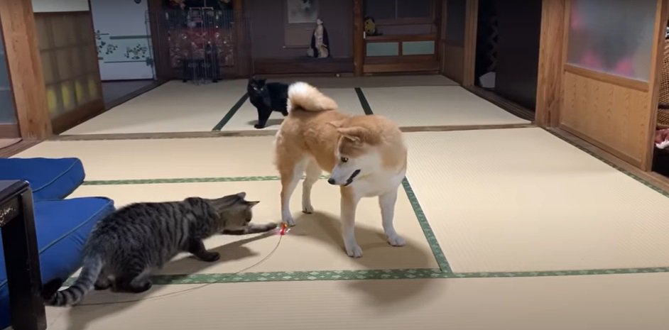 おもちゃで遊ぶ犬と猫