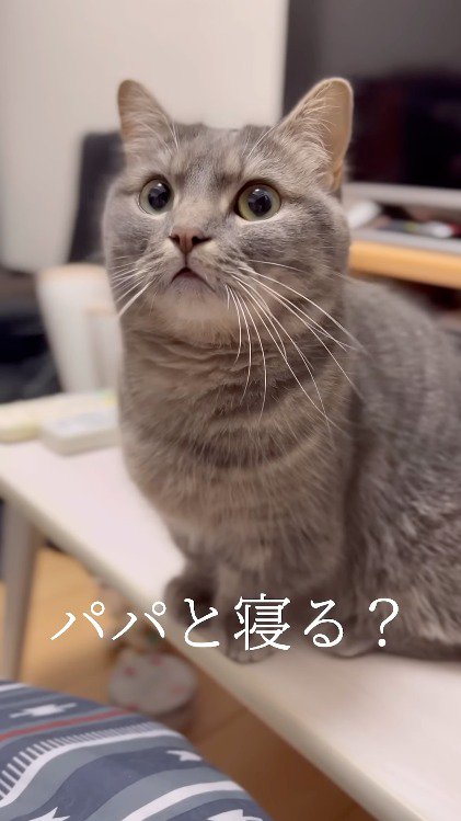 猫に話しかける飼い主