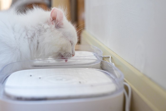 水を飲む猫