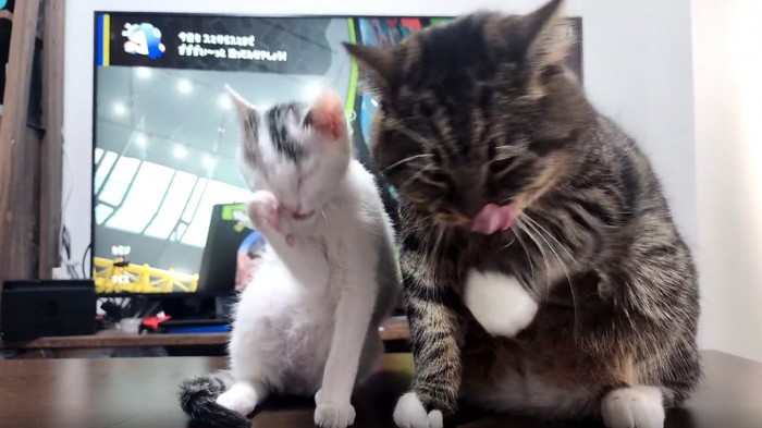 毛繕いする子猫と猫