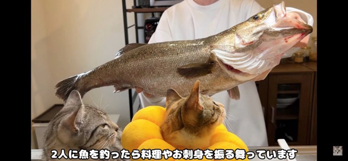 釣り好き