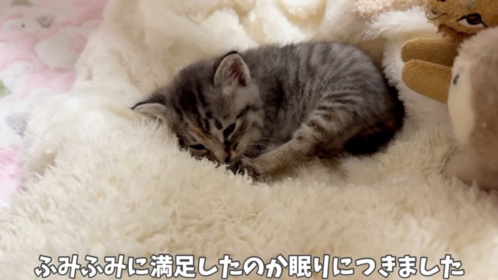 寝る子猫