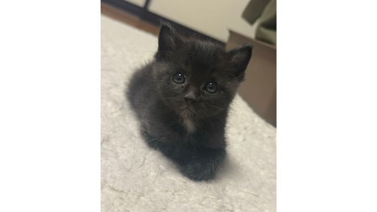 室内にいる猫