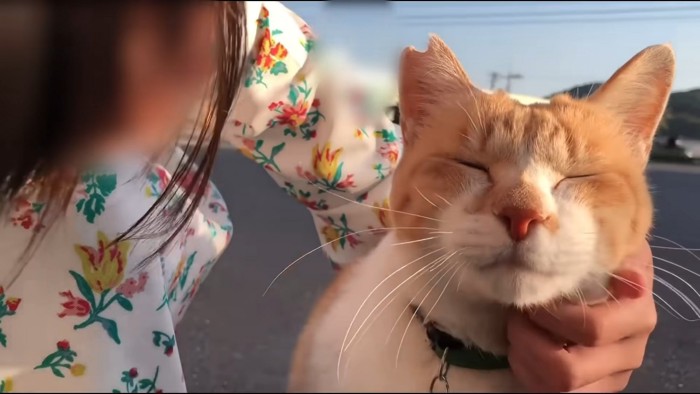 なでられる外にいる猫