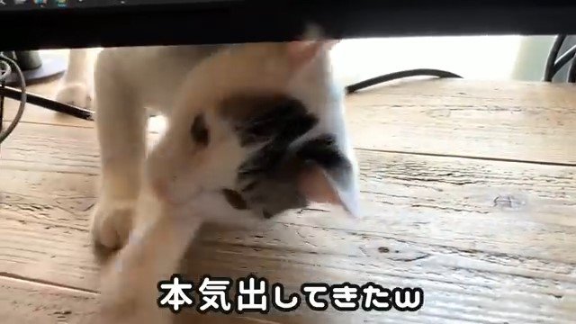 パソコン画面の下から顔を覗かせる猫