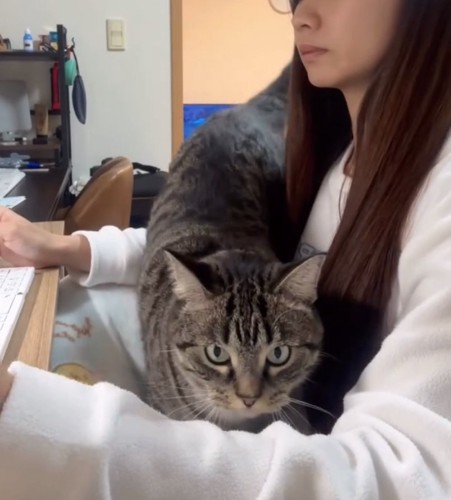 腕の中にやってくる猫