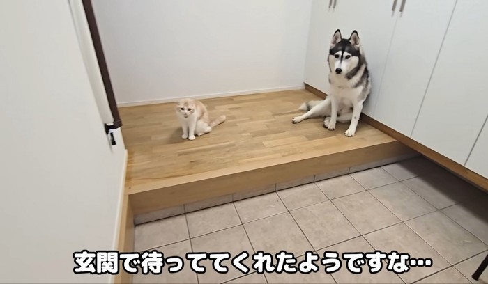 玄関で座っている犬猫