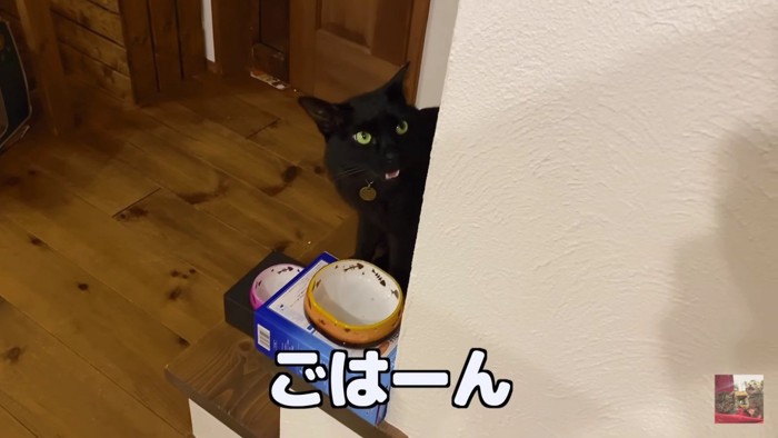 ごはーんと鳴く黒猫