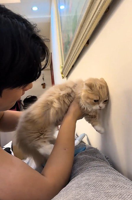 壁際で抱っこされた猫