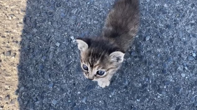 歩く子猫