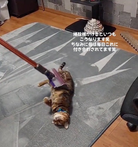 お腹の上を掃除機がけされる猫