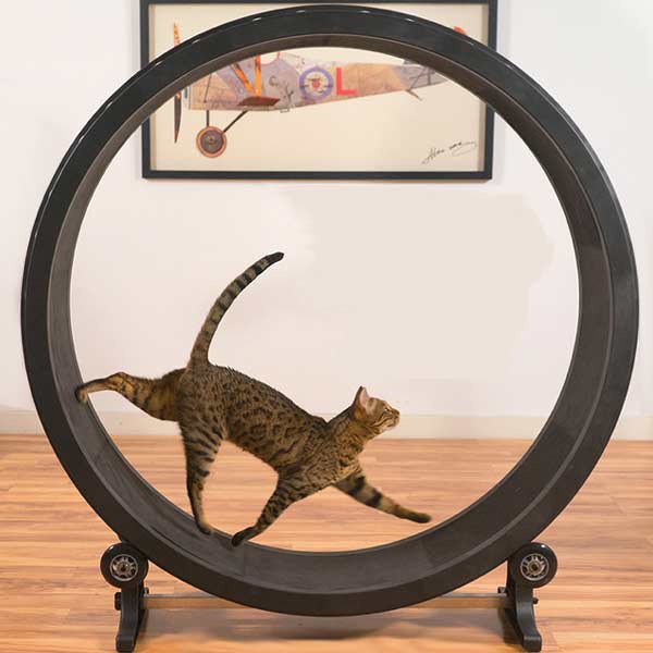 Cat Exercise Wheel